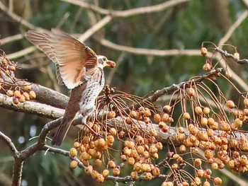 Dusky Thrush Nara Park Fri, 2/9/2024