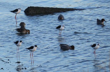 Black-winged Stilt 土留木川河口(東海市) Tue, 2/6/2024