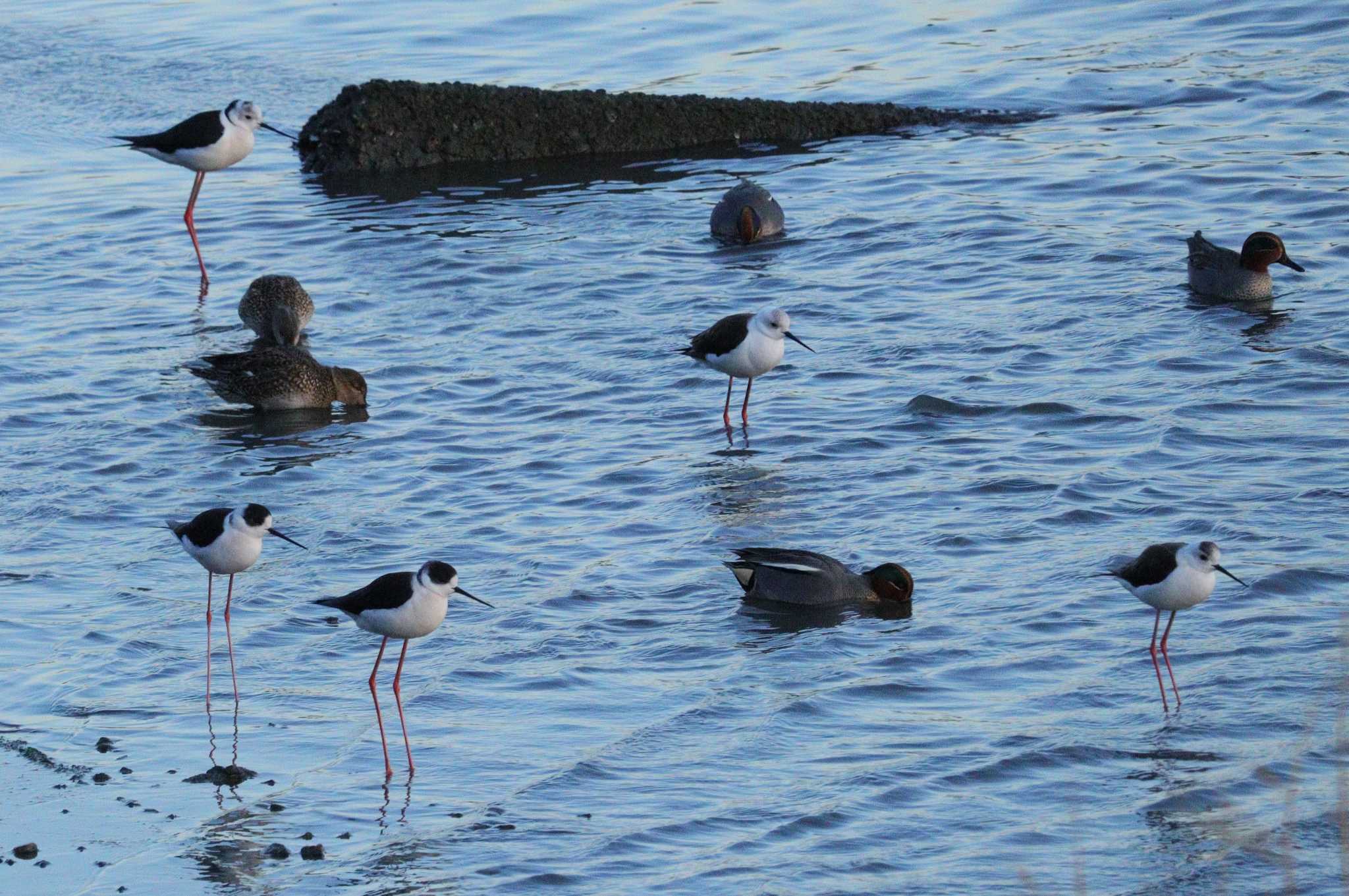 Black-winged Stilt