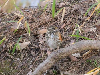 ワキアカツグミ 鶴舞公園(名古屋) 2024年2月8日(木)