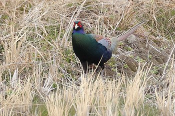 Green Pheasant 愛知県 Fri, 2/2/2024