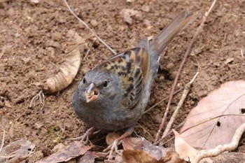 クロジ 兵庫県立ゆめさきの森公園 2024年2月4日(日)