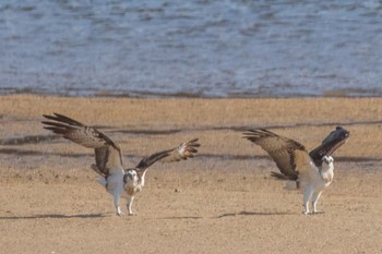 2024年2月9日(金) 島田川河口(山口県)の野鳥観察記録