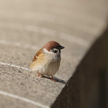 Eurasian Tree Sparrow Minatomirai Tue, 11/20/2018