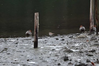 Long-billed Plover Nagahama Park Tue, 2/6/2024