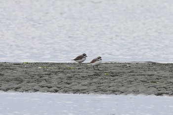 シロチドリ ふなばし三番瀬海浜公園 2018年11月4日(日)