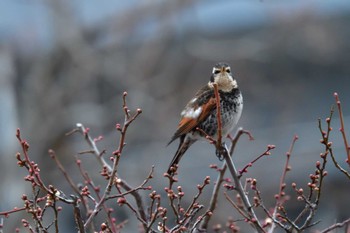 2024年2月6日(火) 長浜公園の野鳥観察記録