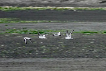 ミユビシギ ふなばし三番瀬海浜公園 2018年11月4日(日)