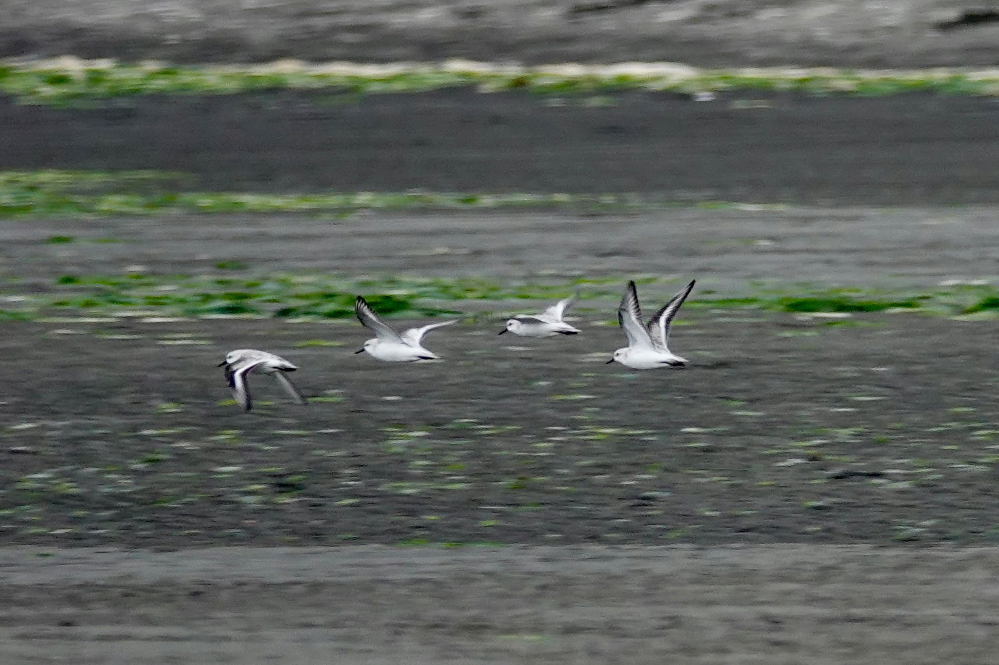 Sanderling