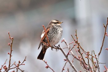 ツグミ 長浜公園 2024年2月6日(火)