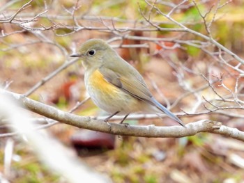 ルリビタキ 神戸市立森林植物園 2024年2月6日(火)