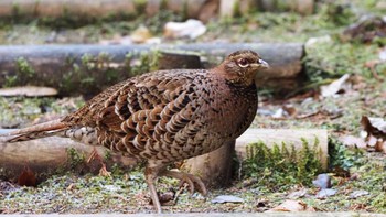 Copper Pheasant 姫路市自然観察の森 Tue, 1/30/2024