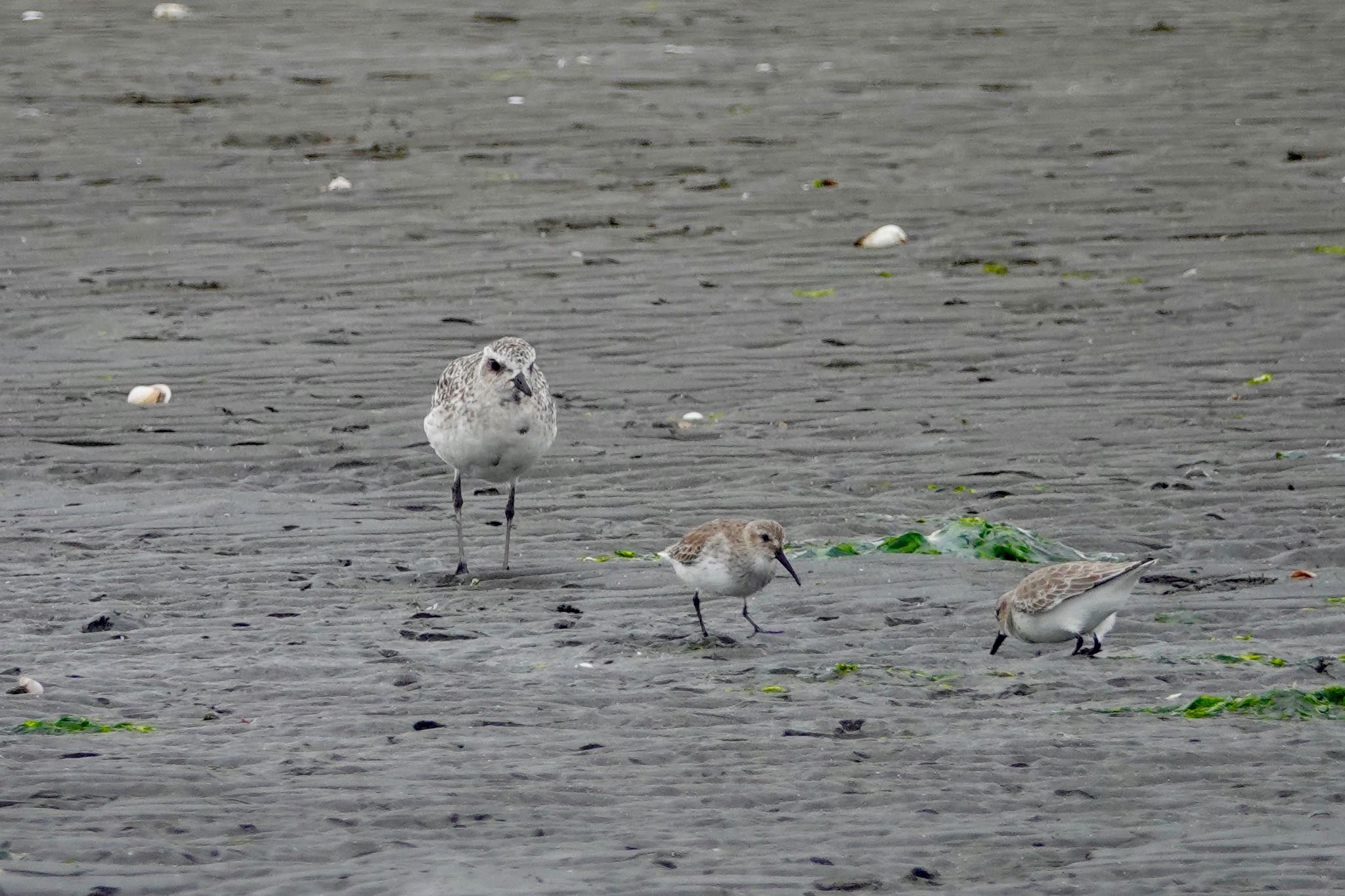 Grey Plover