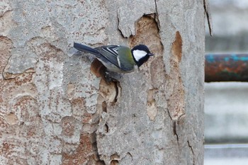 Japanese Tit 東京都 Thu, 2/8/2024