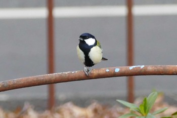 Japanese Tit 東京都 Thu, 2/8/2024