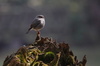 Plumbeous Water Redstart 阿里山国家森林遊楽区 Wed, 1/24/2024