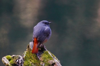 Plumbeous Water Redstart 阿里山国家森林遊楽区 Wed, 1/24/2024