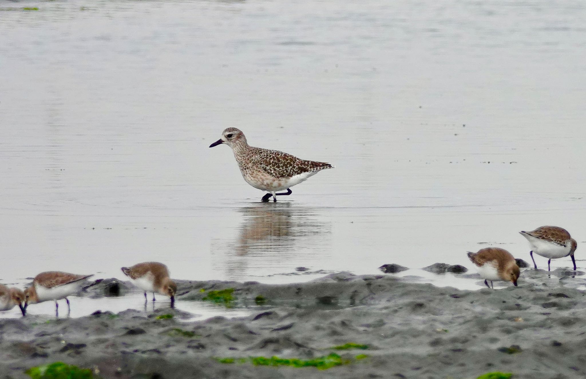 Grey Plover