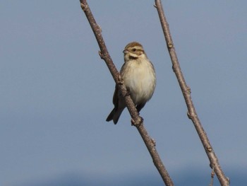 Wed, 2/7/2024 Birding report at Izunuma