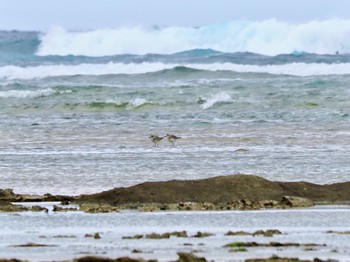 Grey Plover 大瀬海岸(奄美大島) Sun, 1/21/2024