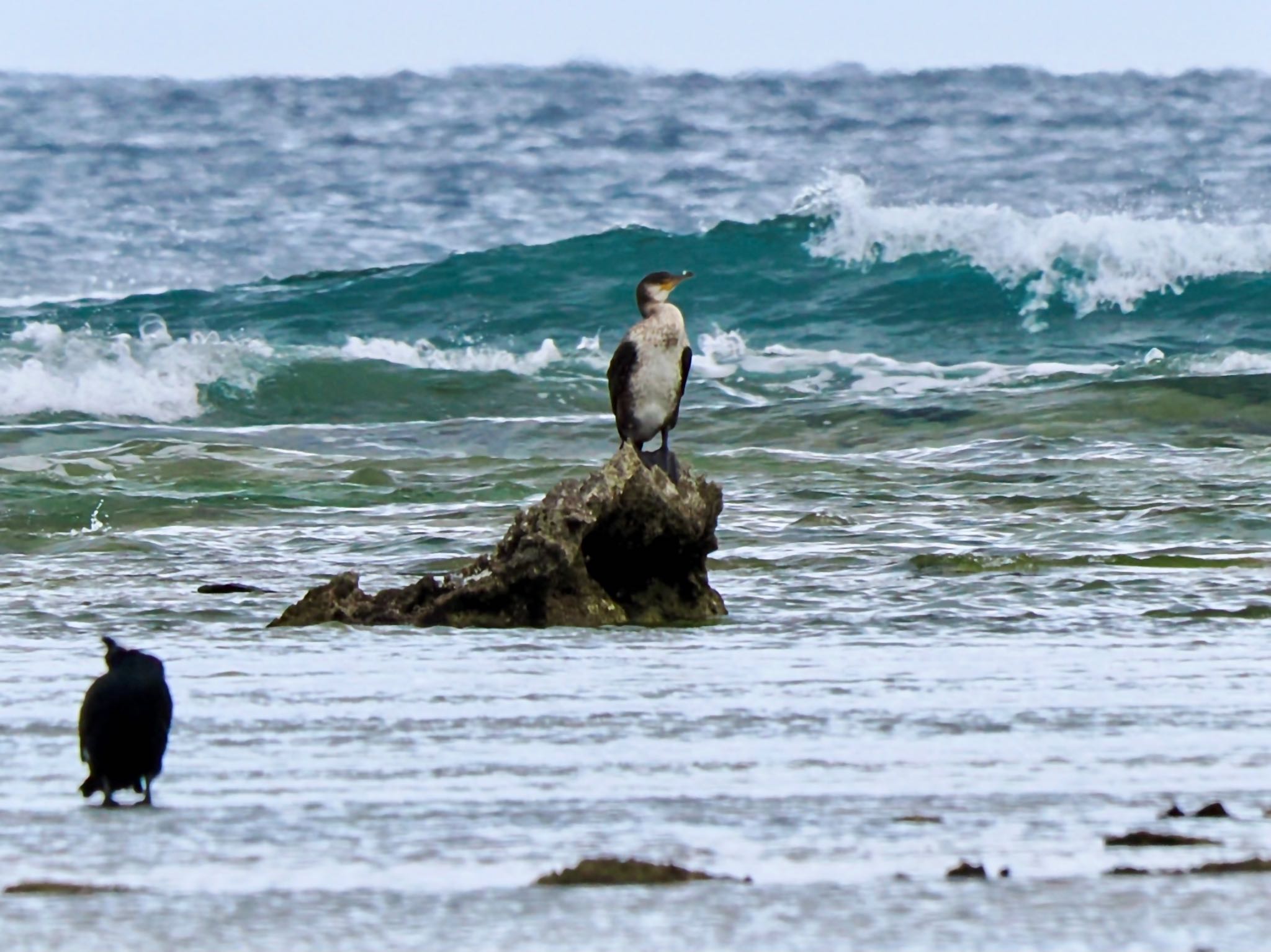 Japanese Cormorant