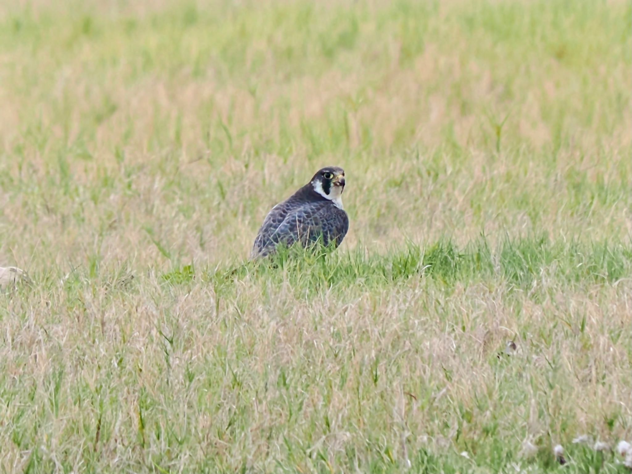 Peregrine Falcon