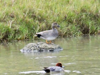 Gadwall 大瀬海岸(奄美大島) Sun, 1/21/2024