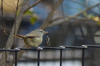 Japanese Bush Warbler ＭＦ Wed, 2/7/2024