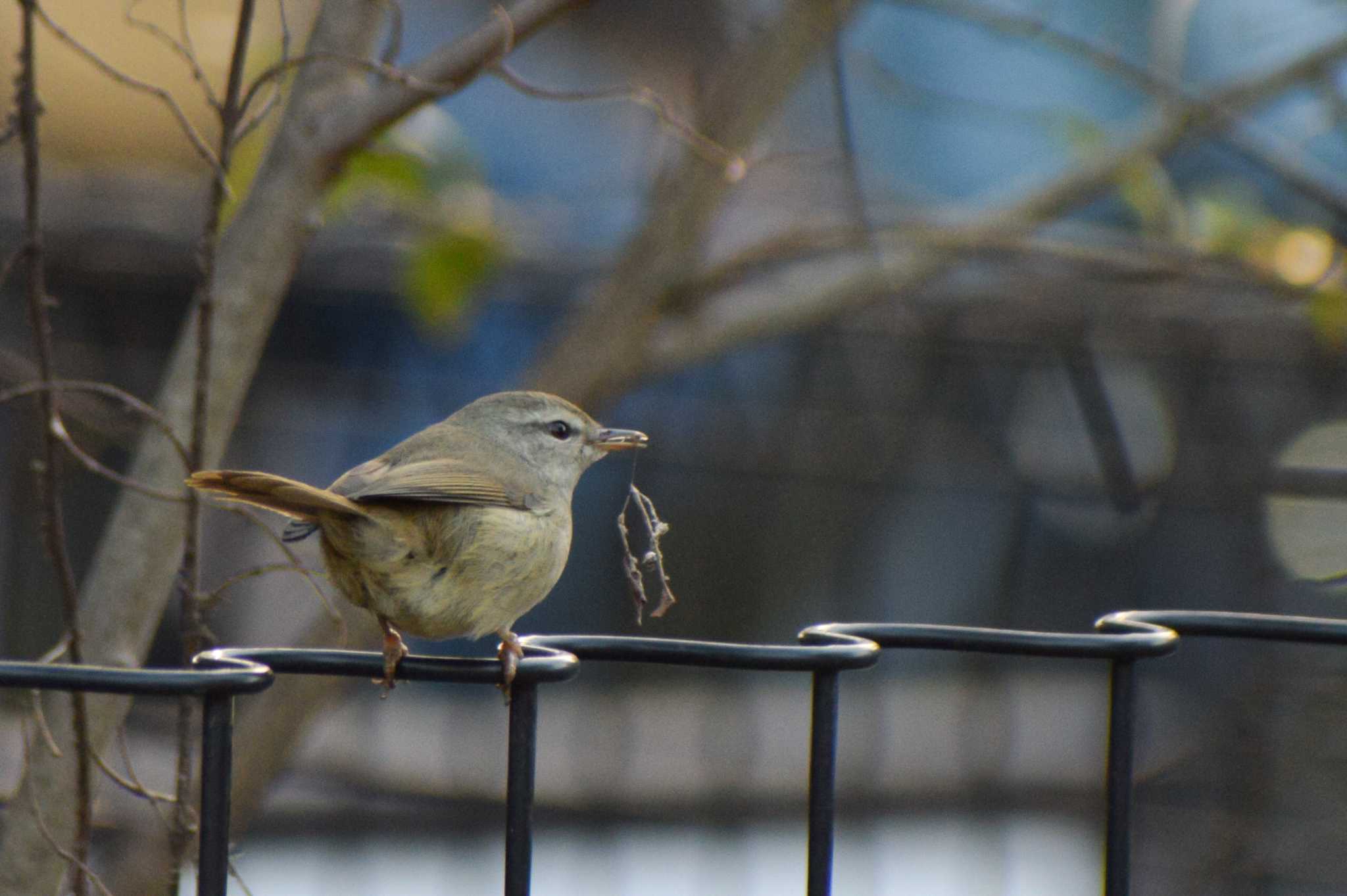 記録写真。巣材集め中？ by NM🐥📷