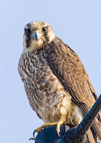 Peregrine Falcon(calidus)