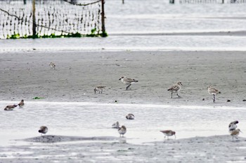 ダイゼン ふなばし三番瀬海浜公園 2018年11月4日(日)