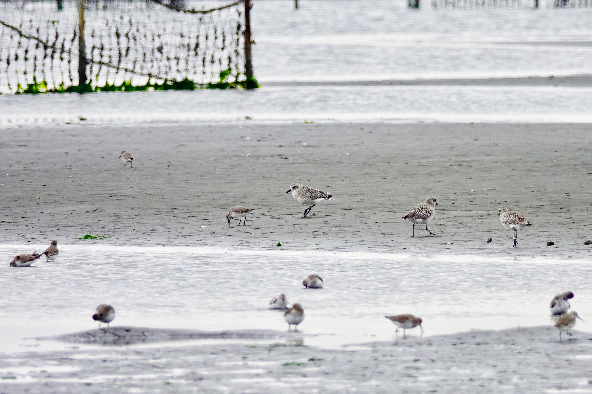 Grey Plover