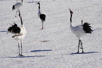 Red-crowned Crane 鶴居・伊藤タンチョウサンクチュアリ Sat, 12/23/2023