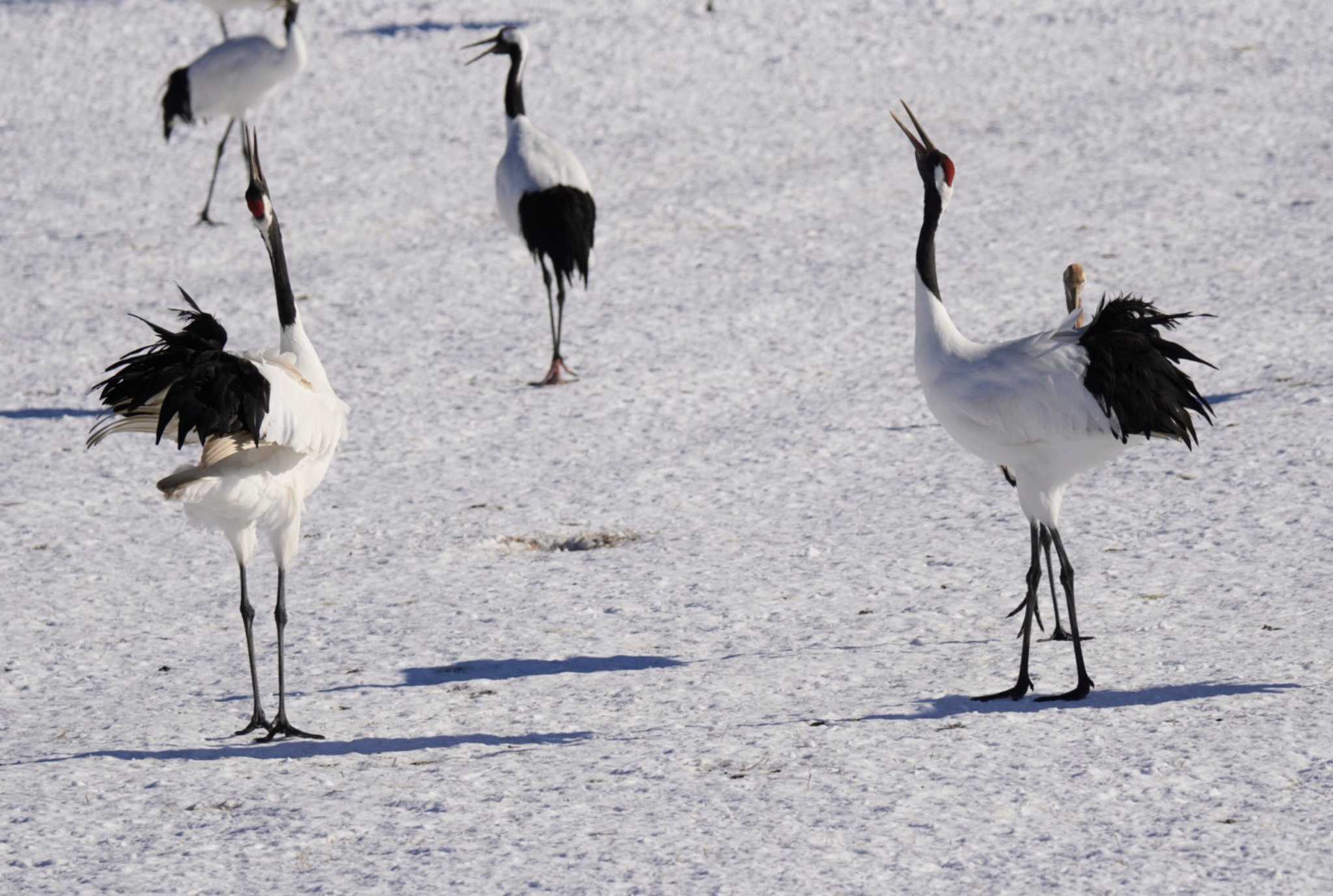 Photo of Red-crowned Crane at 鶴居・伊藤タンチョウサンクチュアリ by Kたろー