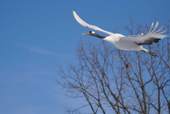 Red-crowned Crane 鶴居・伊藤タンチョウサンクチュアリ Sat, 12/23/2023