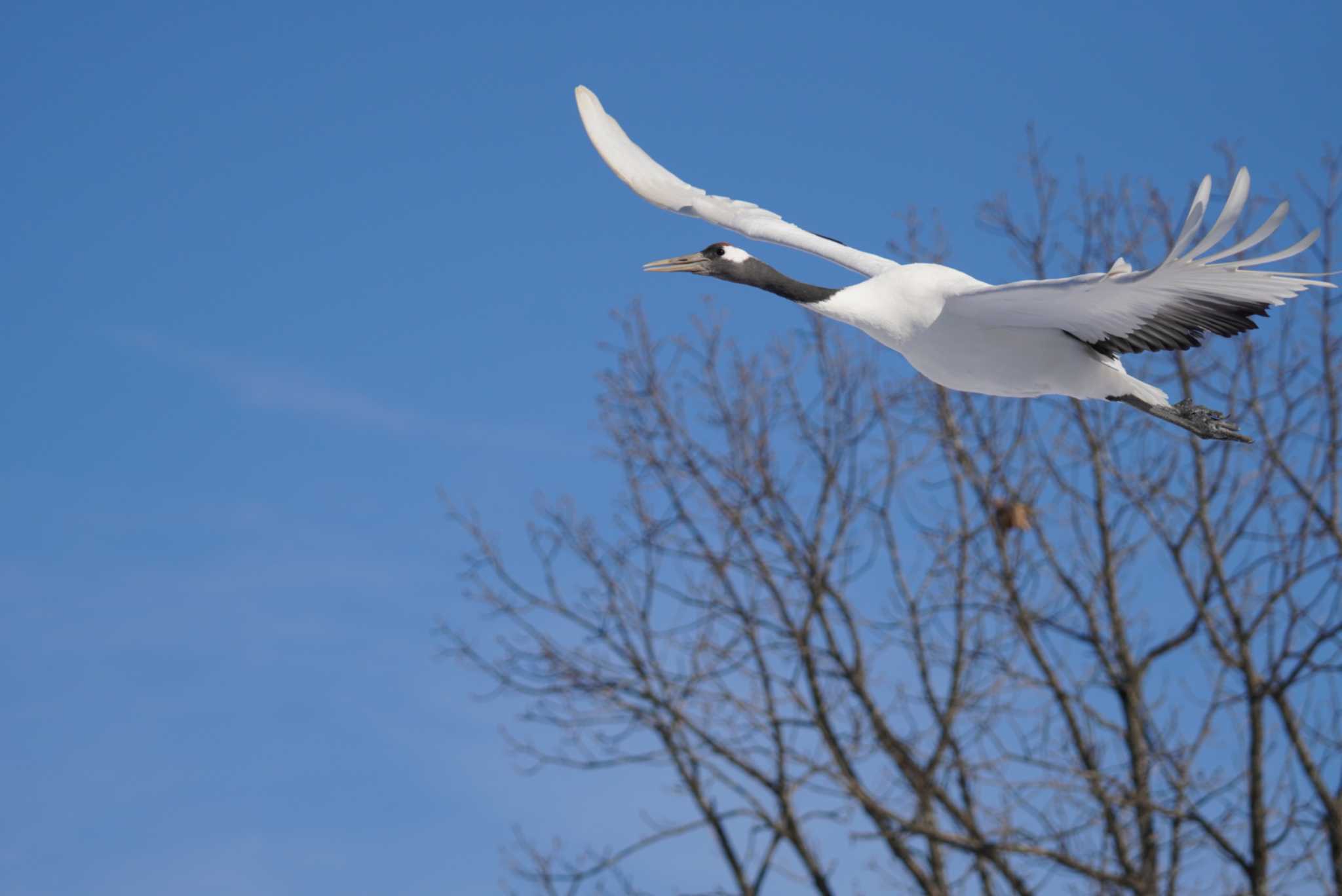 Red-crowned Crane