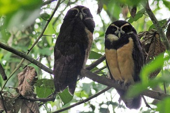 メガネフクロウ Tarcoles River Cruise(Costa Rica) 2024年2月9日(金)