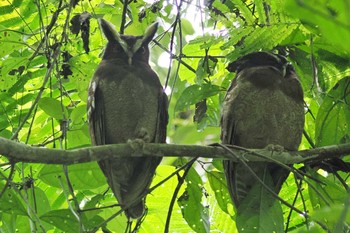 カンムリズク Tarcoles River Cruise(Costa Rica) 2024年2月9日(金)