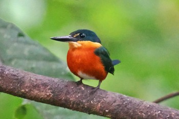 American Pygmy Kingfisher