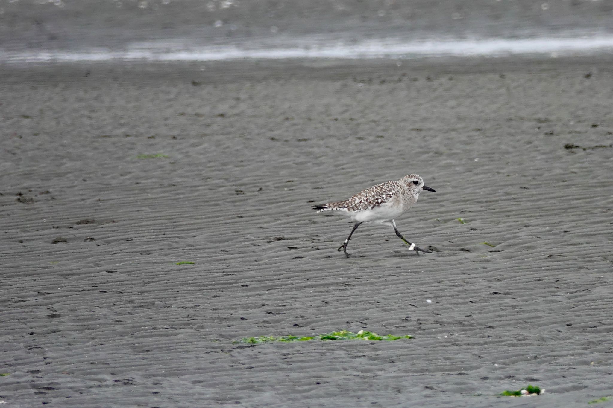 Grey Plover