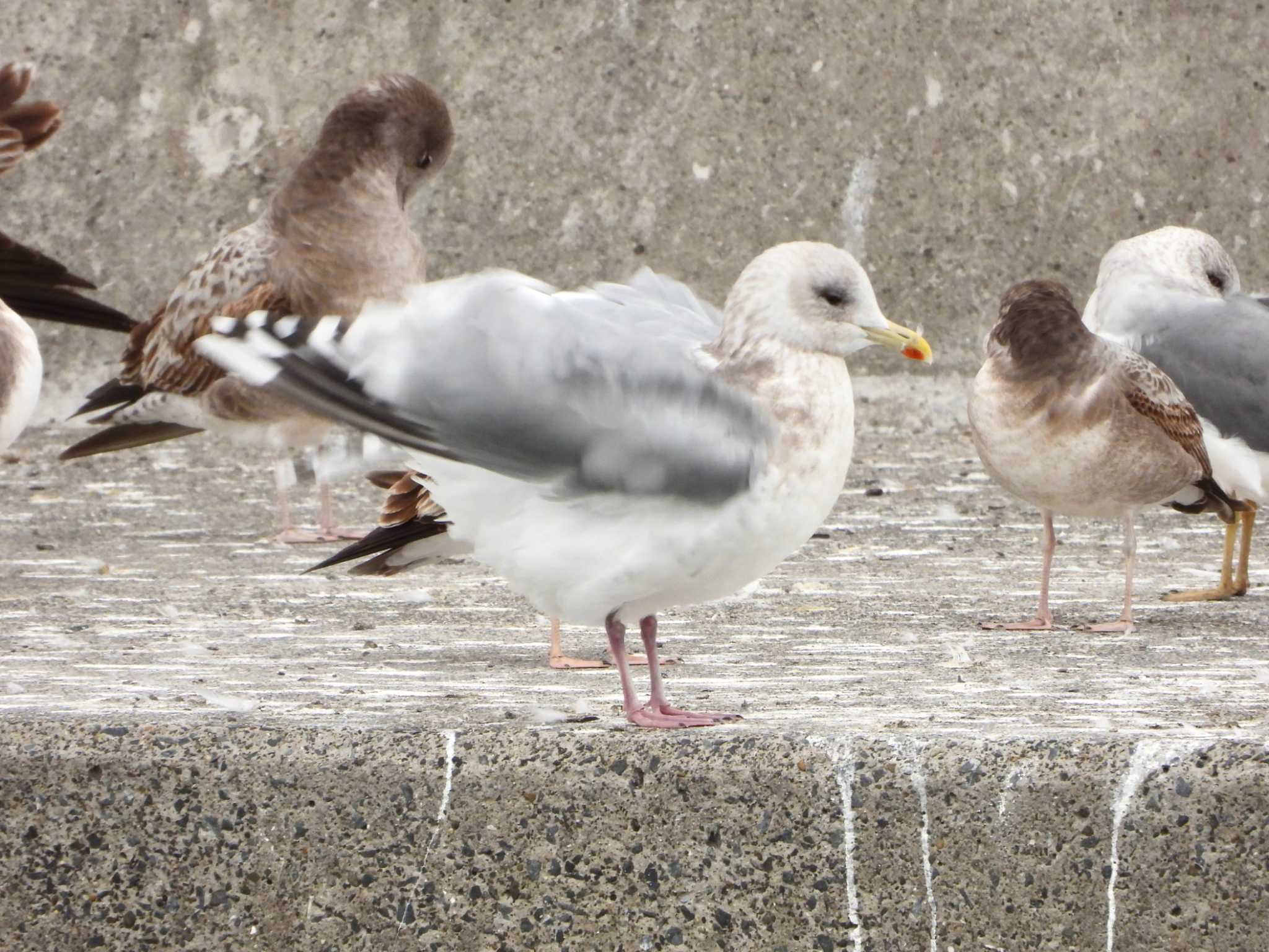 Iceland Gull (thayeri)