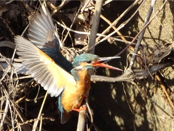 2024年2月9日(金) 馬洗川の野鳥観察記録