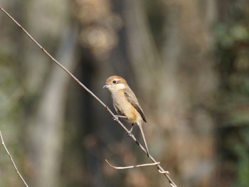 モズ 小宮公園(八王子) 2024年2月1日(木)