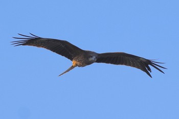 Black Kite 小網代の森 Sat, 2/3/2024