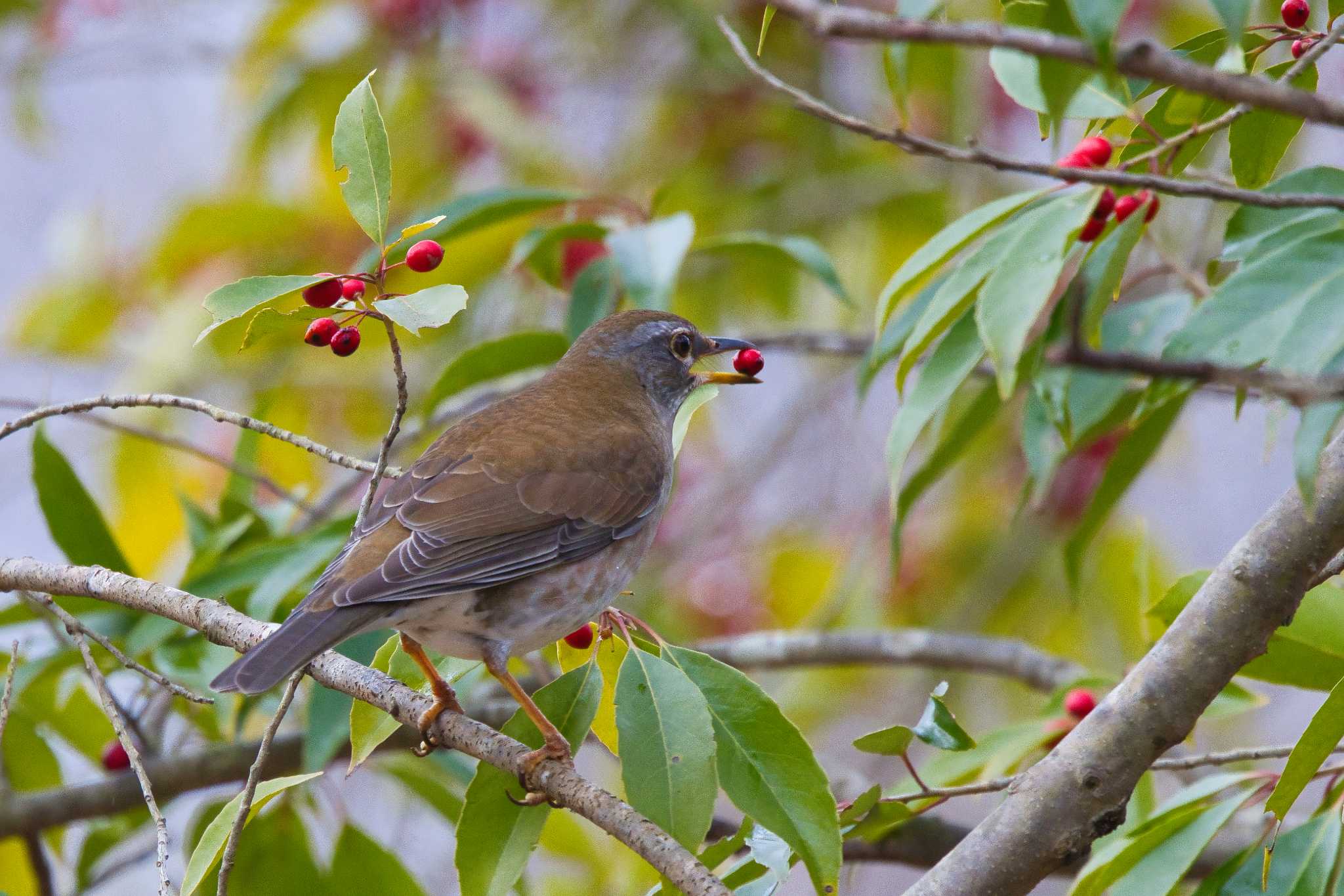 Pale Thrush