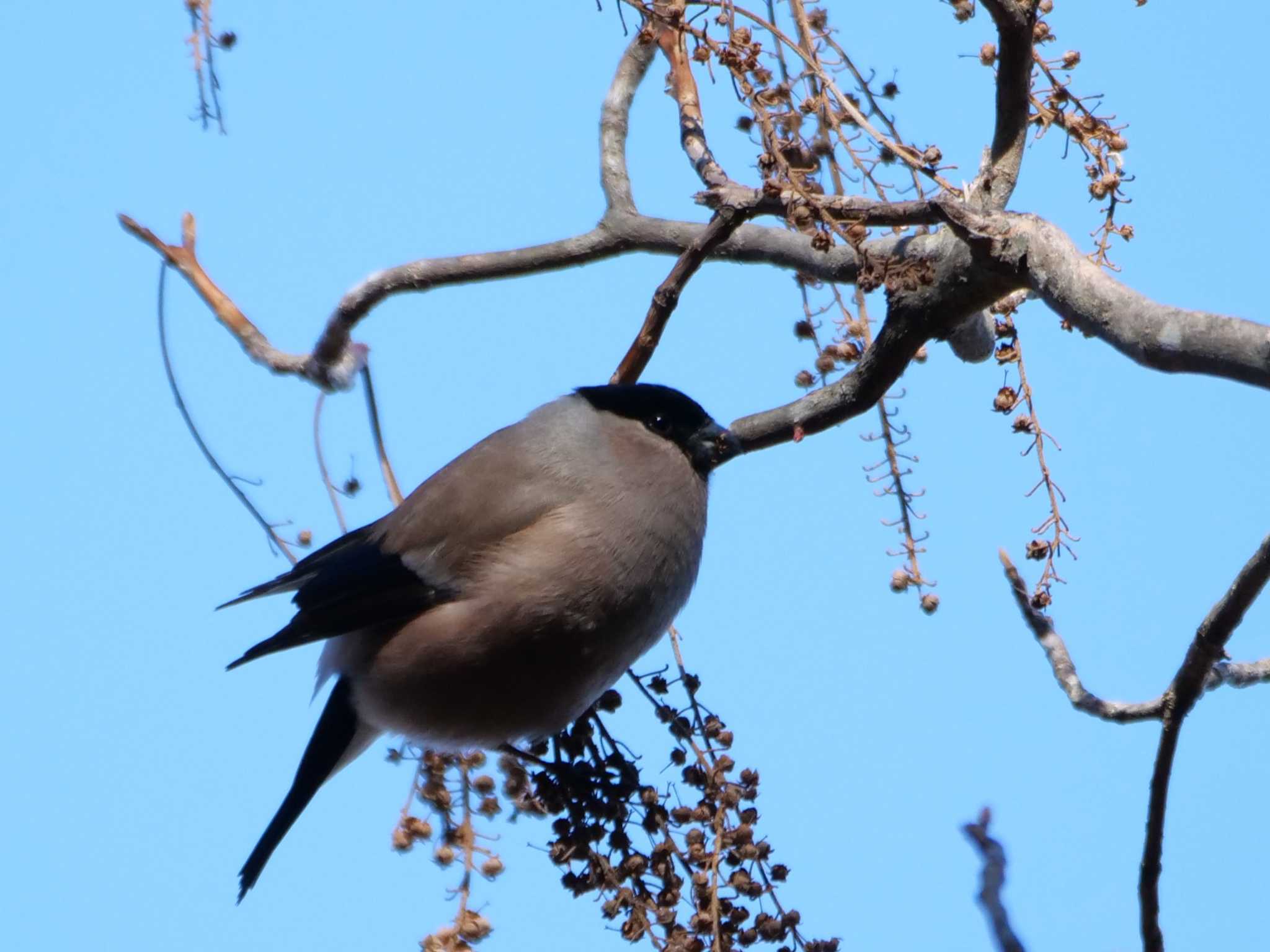 Photo of Eurasian Bullfinch(rosacea) at 秩父 by little birds