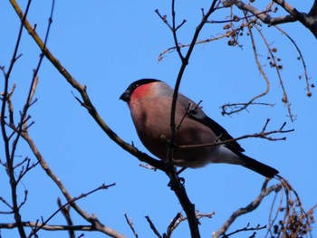 Eurasian Bullfinch(rosacea) 秩父 Tue, 1/30/2024