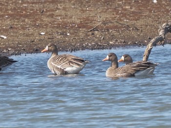 Greater White-fronted Goose 湖北野鳥センター Fri, 2/9/2024