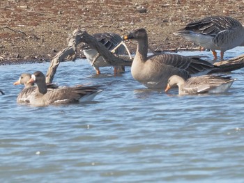 オオヒシクイ 湖北野鳥センター 2024年2月9日(金)