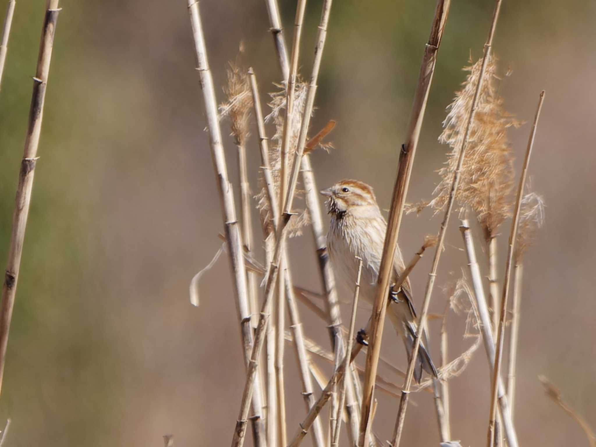 Photo of Common Reed Bunting at Tokyo Port Wild Bird Park by 丁稚